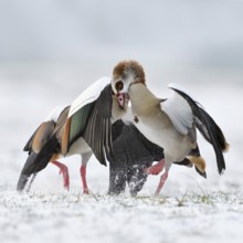 Nile goose, Nile geese (Alopochen aegyptiacus) in winter, snow, in an aggressive fight, scuffle,
