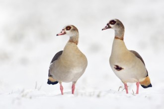 Often travelling as a pair... Nile goose (Alopochen aegyptiacus), Nile geese in the snow, pair in