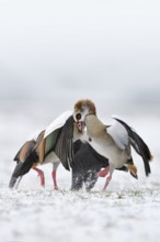 Nile goose, Nile geese (Alopochen aegyptiacus) in winter, snow, in fierce, hard fight, territorial