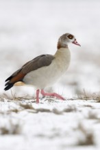 Egyptian goose (Alopochen aegyptiacus), invasive, conspicuous animal species in Europe, does well