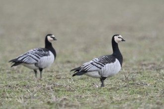 Barnacle geese, white-fronted geese (Branta leucopsis), arctic wild geese, wild birds, pair,