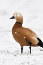 Ruddy-headed goose (Tadorne casarca) in the snow, wild goose, invasive species in Europe, wintering