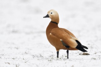 Ruddy-headed goose (Tadorne casarca) in the snow, wild goose, invasive species in Europe, wintering