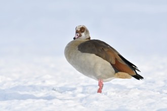 Nile goose (Alopochen aegyptiacus), now widespread conspicuous wild goose, in winter, in the snow,