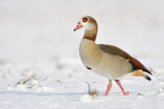 Winter on the Lower Rhine... Nile goose (Alopochen aegyptiacus), wild goose running across a field