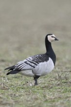 Barnacle goose, white-fronted goose (Branta leucopsis) in a meadow, a field, arctic wild goose,