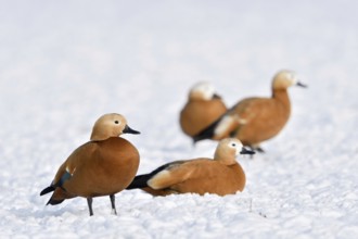 Ruddy shelduck (Tadorne casarca), ruddy shelduck, small flock, resting in the snow on the Lower