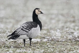 Always vigilant... White-fronted goose (Branta leucopsis) or barnacle goose during snowfall in the