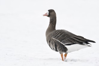 White-fronted goose (Anser albifrons), wild goose on the Lower Rhine, winter visitor from the