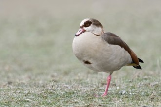 Standing on one leg... Nile Goose (Alopochen aegyptiacus) in winter on frosty ground, invasive,