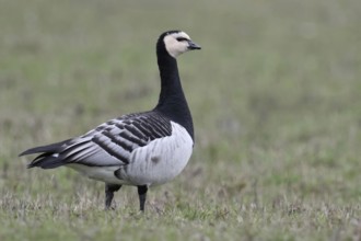 Barnacle goose, white-fronted goose (Branta leucopsis) in a meadow, a field, arctic wild goose,