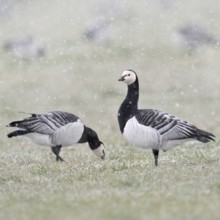 Barnacle geese, white-fronted geese (Branta leucopsis), flock in winter, on a pasture during a snow