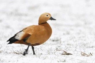In the snow... Ruddy-headed goose (Tadorna ferruginea) walking across a field, Ruddy-headed geese