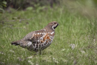 Little shy forest bird... Hazel grouse (Tetrastes bonasia), very rare wild chicken, native to