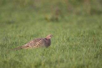 On the meadows of the Lower Rhine... Pheasant hen (Phasianus colchicus), female hunting pheasant