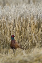 Harvest time, hard time... Hunting pheasant (Phasianus colchicus), pheasant looking around