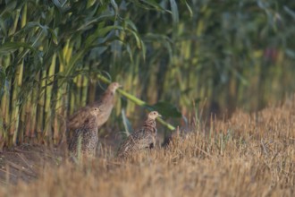 Young pheasants... Hunting pheasant (Phasianus colchicus), several young birds at the edge of a
