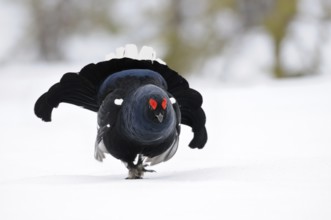 The entrance... Black grouse (Lyrurus tetrix), black grouse, dominant black grouse enters the
