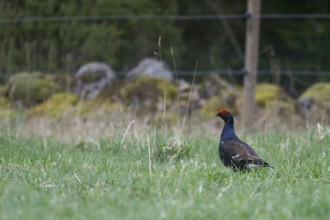 Black grouse (Lyrurus tetrix) in habitat, foraging in a meadow, on a pasture, accidental