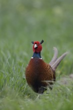 Curiosity... Hunting pheasant (Phasianus colchicus), proud pheasant cock in young grain, frontal,