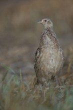 Running bird... Hunting pheasant (Phasianus colchicus), female, pheasant hen, young bird without