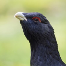 Detailed close-up... Capercaillie (Tetrao urogallus, head portrait, probably one of the most