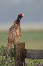 The cry... Pheasant cock, hunting pheasant (Phasianus colchicus) sits high up on a wooden gate and