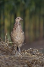 Pheasant on the lookout... Hunting pheasant (Phasianus colchicus) standing on a mound of straw at