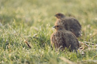 In the morning dew... Partridges (Perdix perdix) early in the morning on a dewy meadow, field,