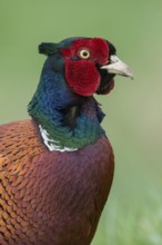 Close-up... Pheasant, hunting pheasant (Phasianus colchicus), very detailed close-up, head portrait