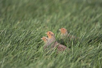 Grey partridges (Perdix perdix), small group, crouching in green grass, in a field in young winter