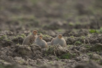 In the field... Grey partridge (Perdix perdix), several grey partridges, sitting, hiding between