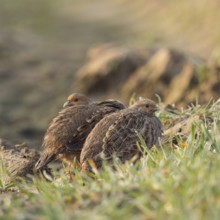 Seeking shelter... Grey partridges (Perdix perdix) squeezing into a tractor track in a field in the