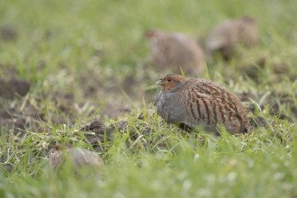 Highly endangered... Grey partridge (Perdix perdix), group of grey partridges, chain of partridges