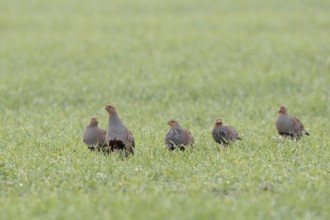Partridge chain... Partridge (Perdix perdix), partridges, members of a chain run after the