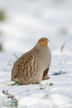 Grey partridge (Perdix perdix) walking through freshly fallen snow in the sun, looking around,