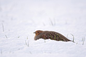 Buried in the snow... Grey partridge (Perdix perdix) lying, resting in a hollow in the field in the