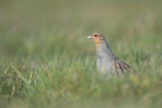 Vigilant... Grey partridge (Perdix perdix), partridge during the mating season, stretches high out