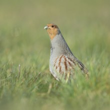 Erect... Grey partridge (Perdix perdix), during the mating season, stretches high from cover,