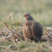 In the field... Grey partridge (Perdix perdix), partridge in the early morning light in an open