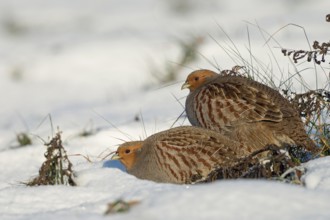 In pairs... Partridge (Perdix perdix), partridge pair, couple in winter, sitting, perching on a