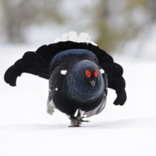 The entrance... Black grouse (Lyrurus tetrix), black grouse, dominant black grouse enters the