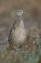On the move in a hurry... Pheasant (Phasianus colchicus), young bird creeping, running through a