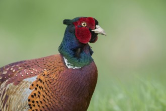 Close-up... Pheasant, hunting pheasant (Phasianus colchicus), very detailed close-up, half portrait