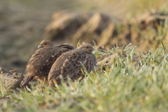 Seeking shelter... Grey partridges (Perdix perdix) squeezing into a tractor track in a field in the