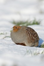Grey partridge (Perdix perdix) perched in the freshly fallen snow in the sun, enjoying the warming