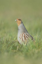 Erect... Grey partridge (Perdix perdix), during the mating season, stretches high from the cover,