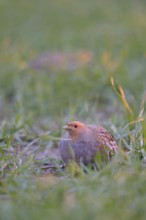 In young winter wheat... Grey partridges (Perdix perdix) early in the morning in a field, rare