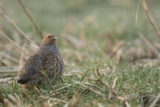 On the move in a stubble field... Grey partridge (Perdix perdix) looking to all sides, formerly