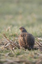 In the field... Grey partridge (Perdix perdix), partridge in the early morning light in an open